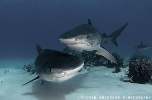 Doest get better than to be visited by two lovely ladies!... by Steven Anderson 